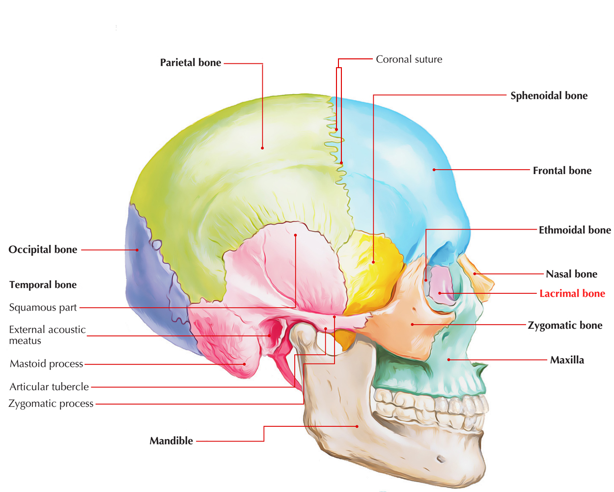 Lacrimal Bone