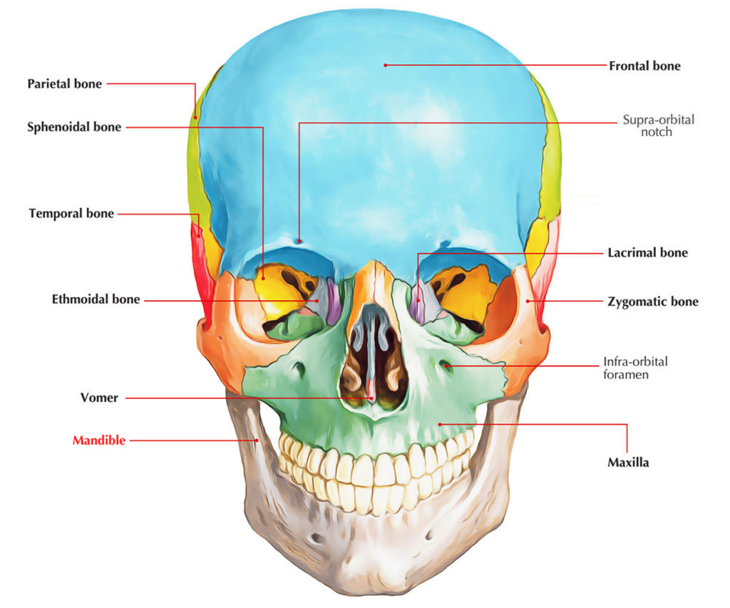 Body of Mandible – Mandibular Body