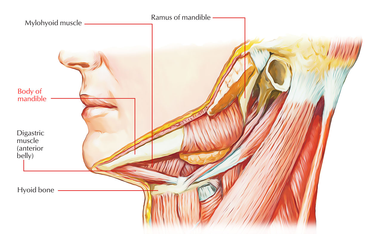 Muscles Attached to Mandibular Body