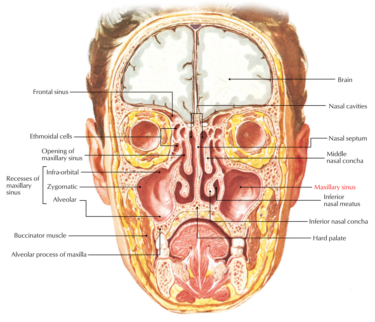 Maxillary Sinus: Relations