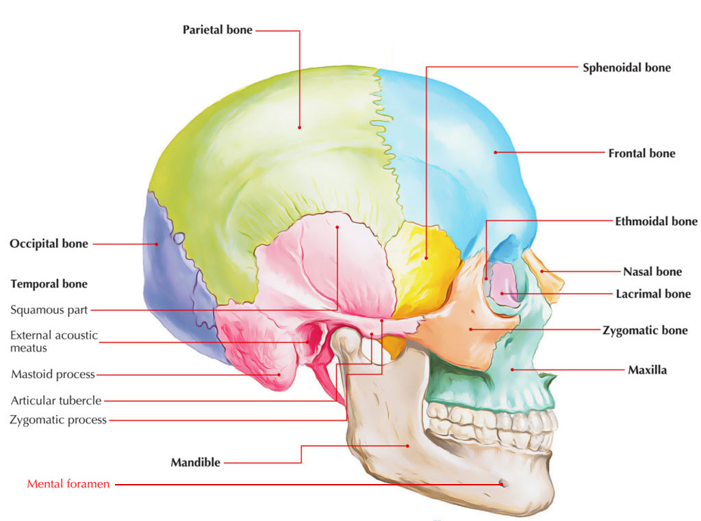 Mental Foramen