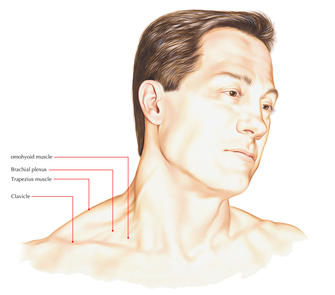 Omohyoid Muscle