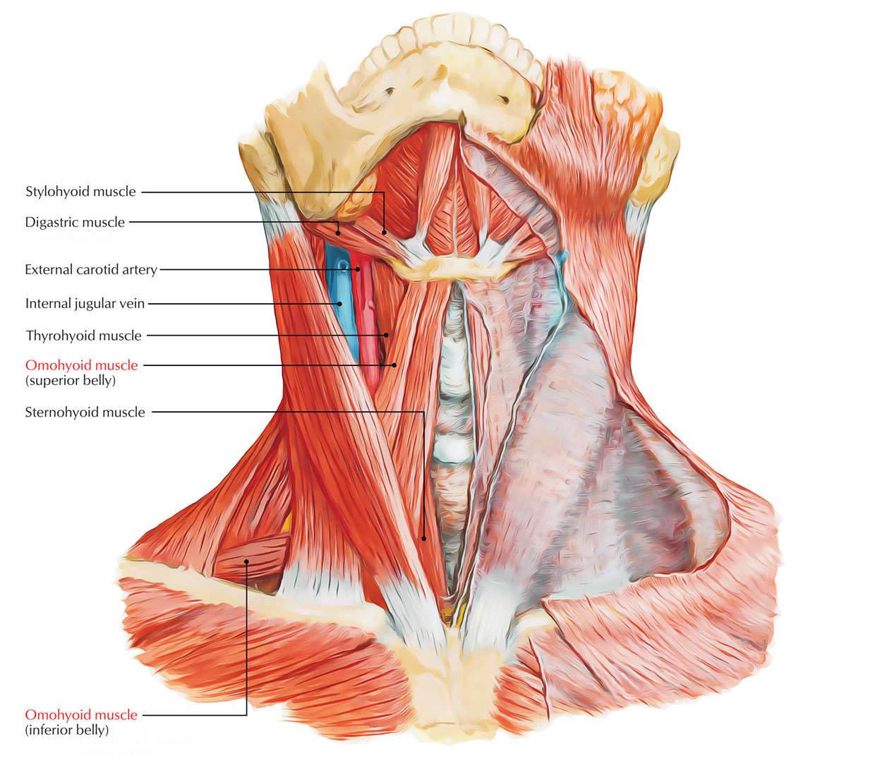 Structure of Omohyoid Muscle