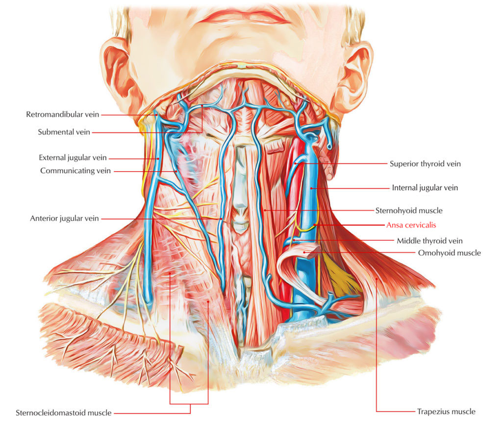 Innervation of Omohyoid muscle 