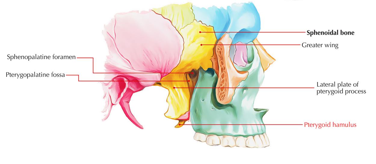 Pterygoid Hamulus