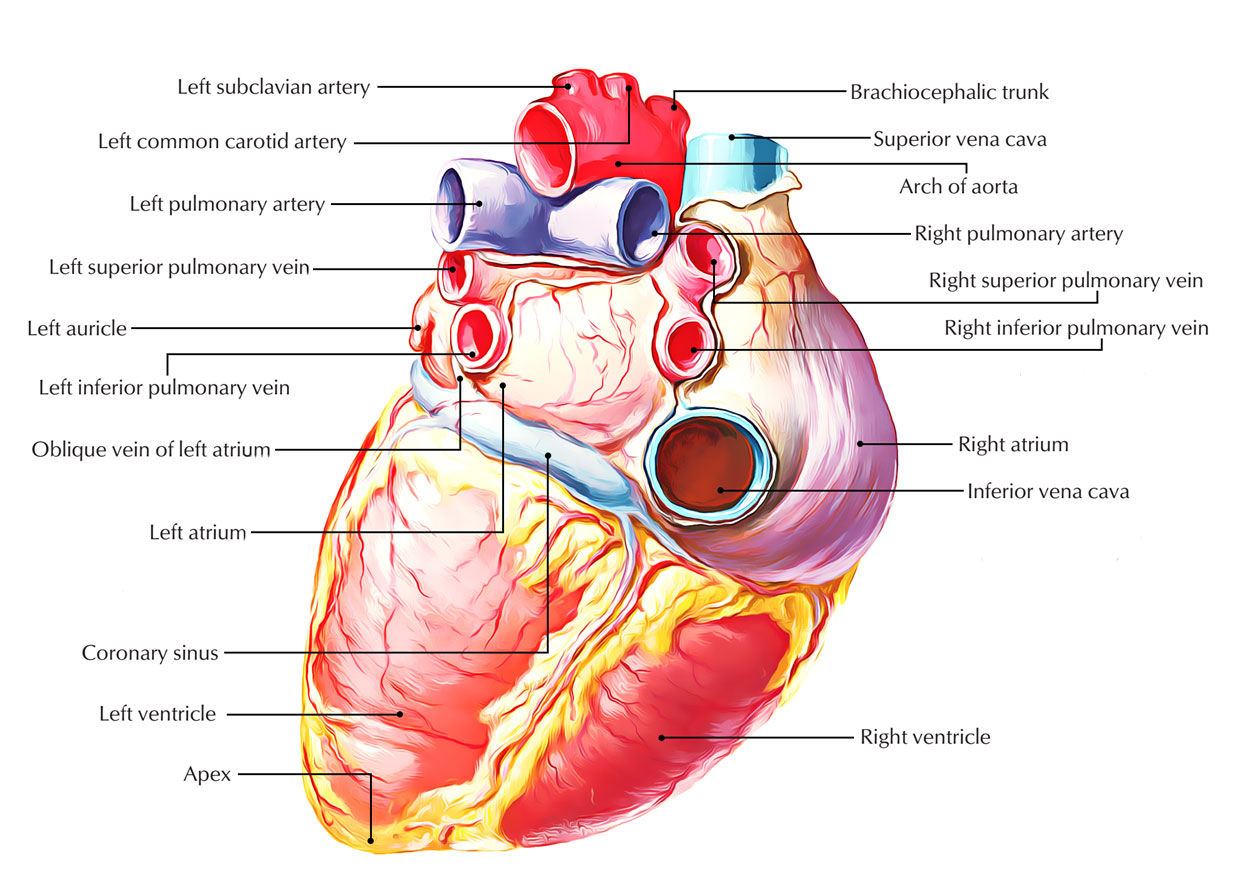 Pulmonary Circuit