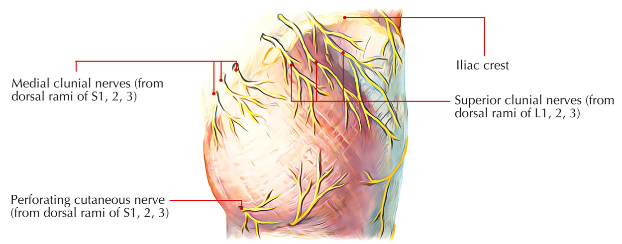 Dorsal Rami - Sacral Zone