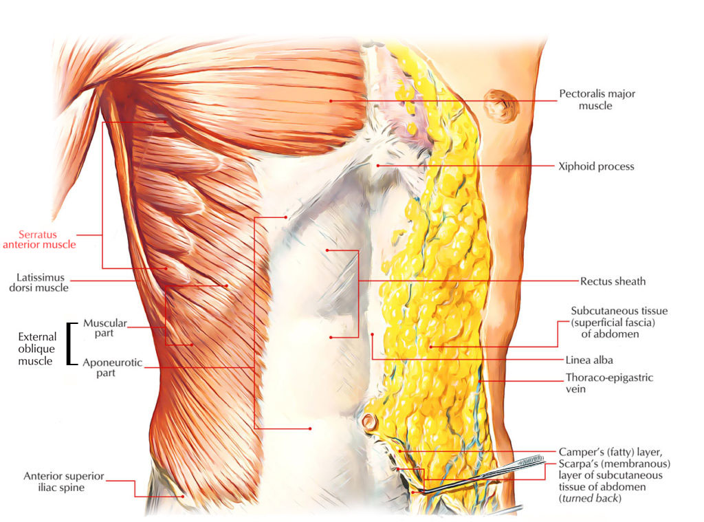 Serratus Anterior