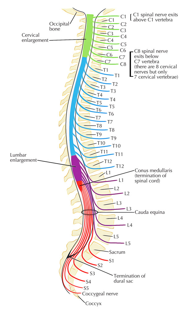 Vertebral Canal/Spinal Canal – Earth's Lab