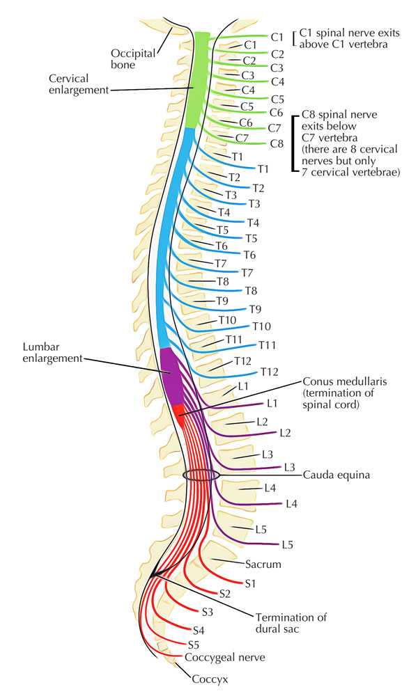 Spinal Cord