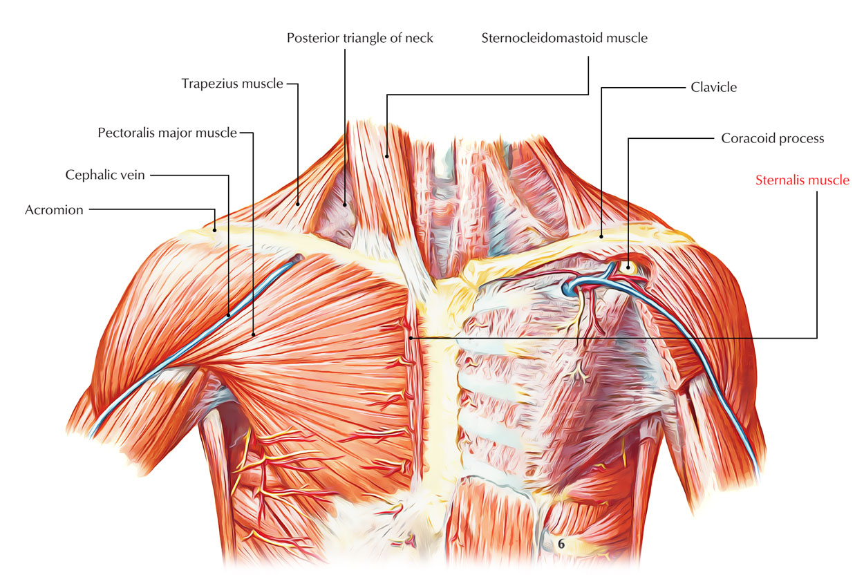 Where Is The Sternum In Relation To The Shoulder At Phoebe Hercus Blog