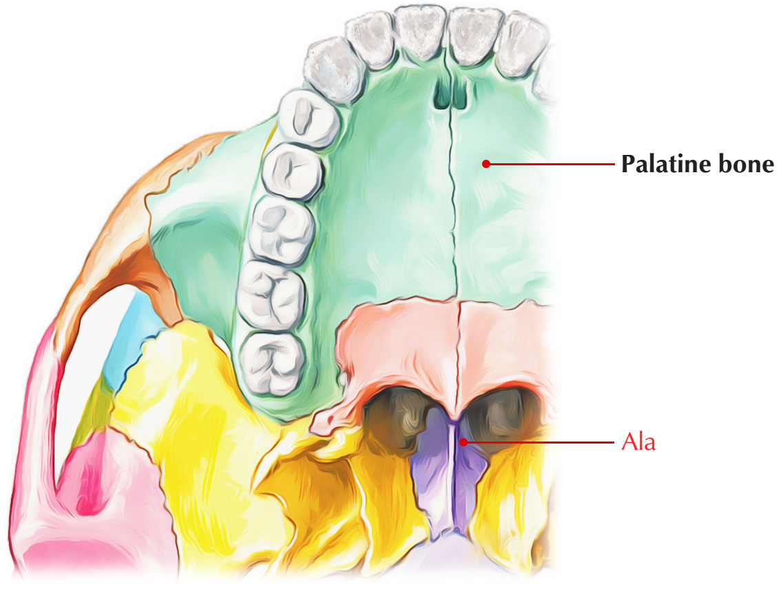 Ala of Nose: Structure