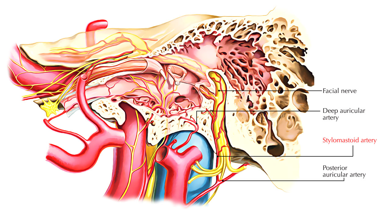 Stylomastoid Artery 