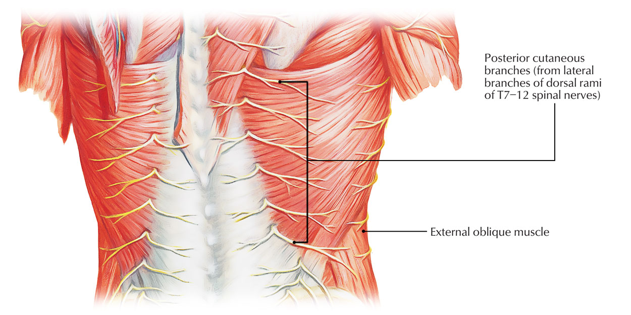 Dorsal Rami - Thoracic Zone