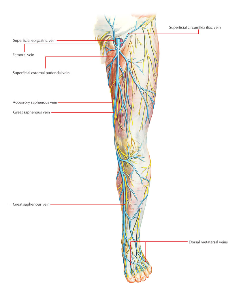 Veins of Lower Limb