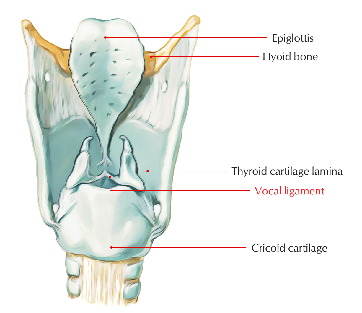 Thyroid Cartilage - Vocal Ligament 