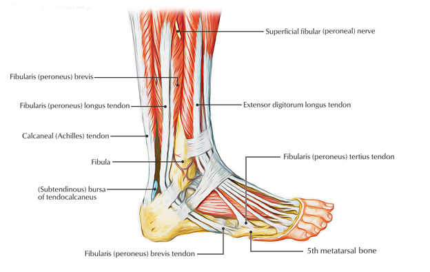 Fifth Metatarsal