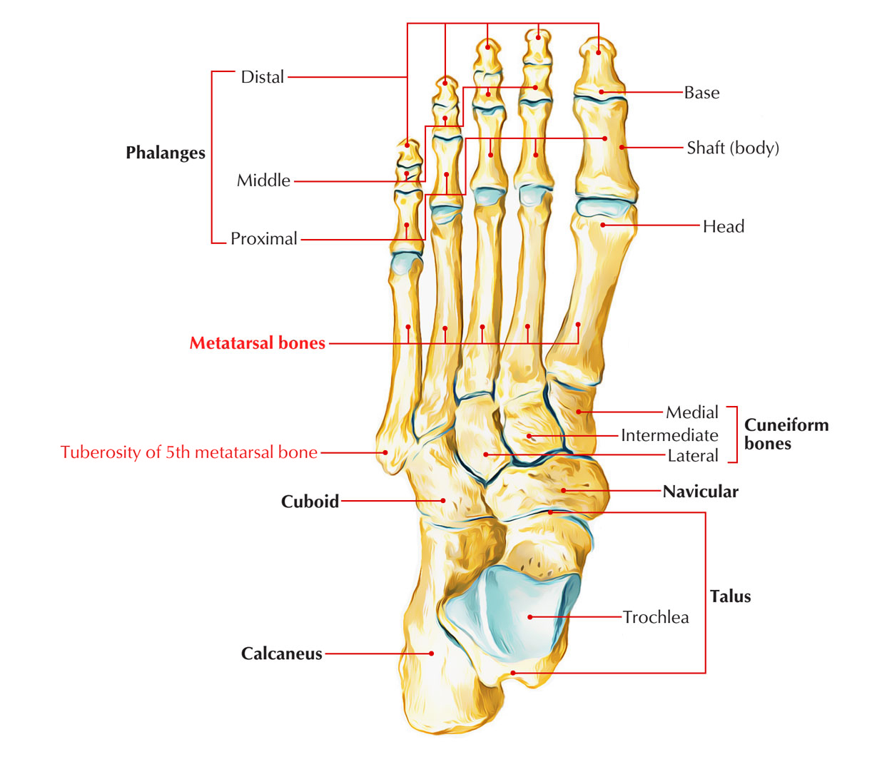 Fifth Metatarsal