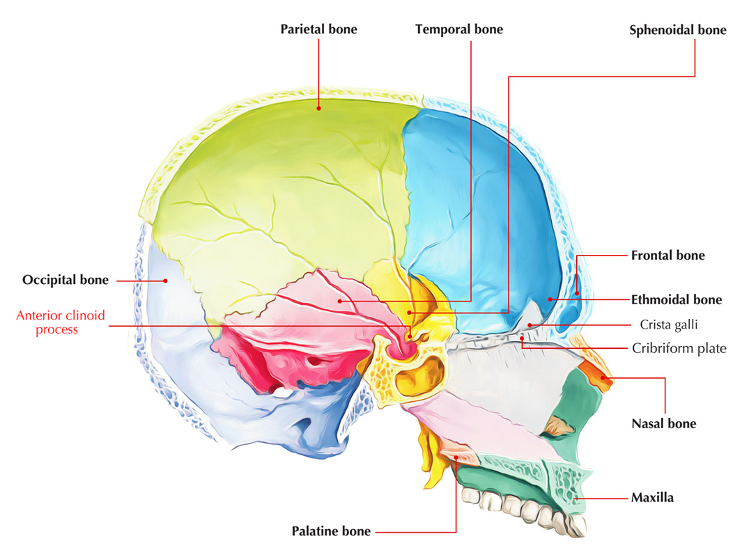 Anterior Clinoid Process