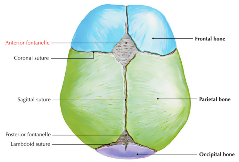 Anterior Fontanelle Earth's Lab