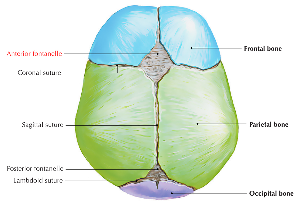 Anterior Fontanelle