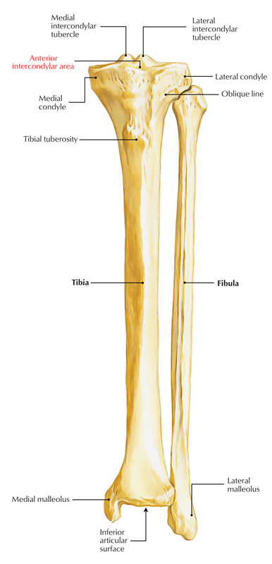 Anterior Intercondylar Area