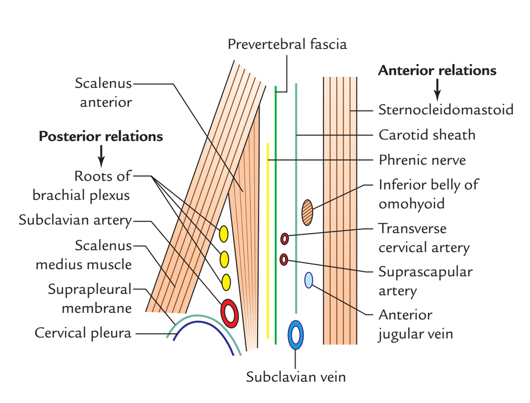 Anterior Scalene Muscle: Relations