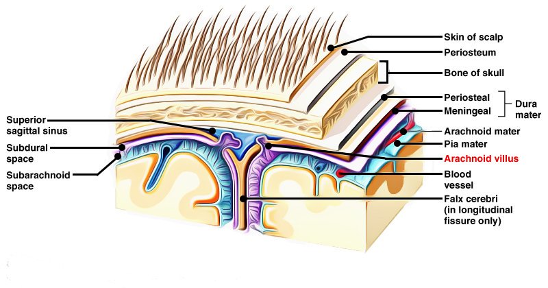 Arachnoid Villi