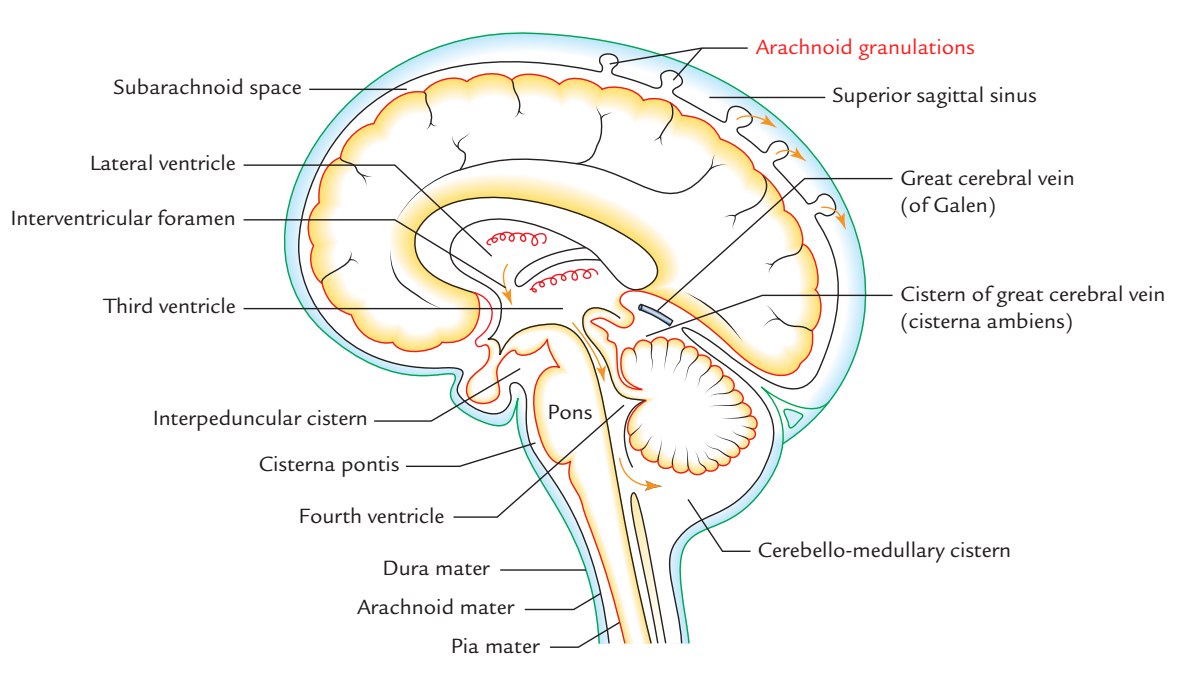 Arachnoid Granulations