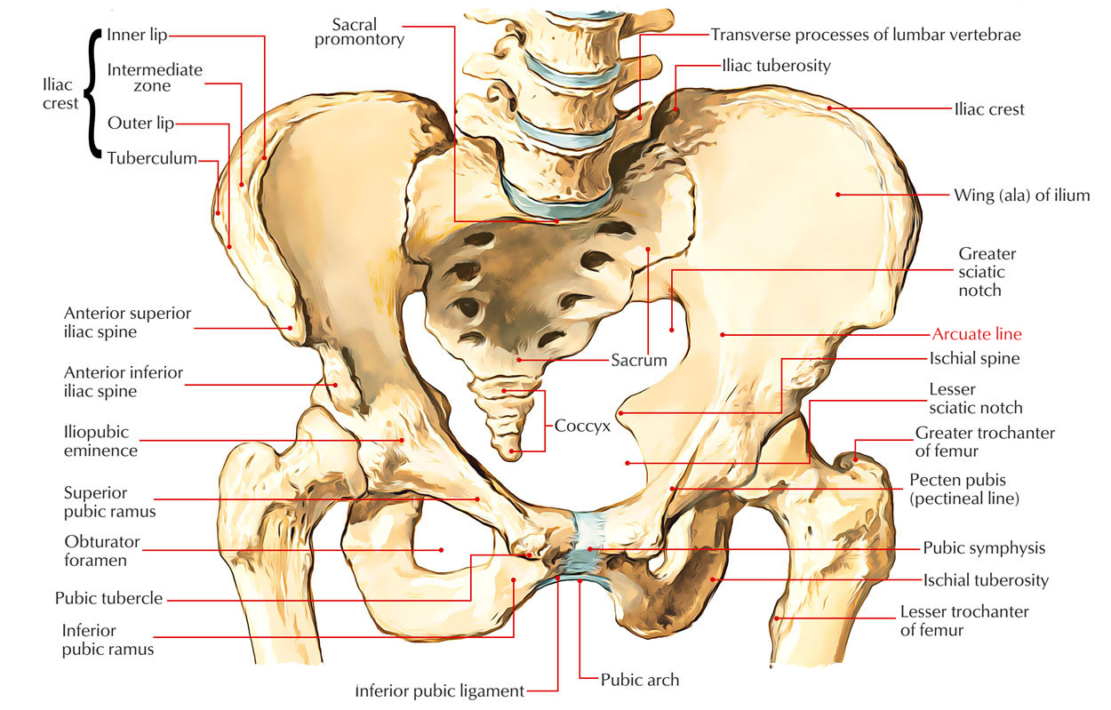 Arcuate Line: Ilium