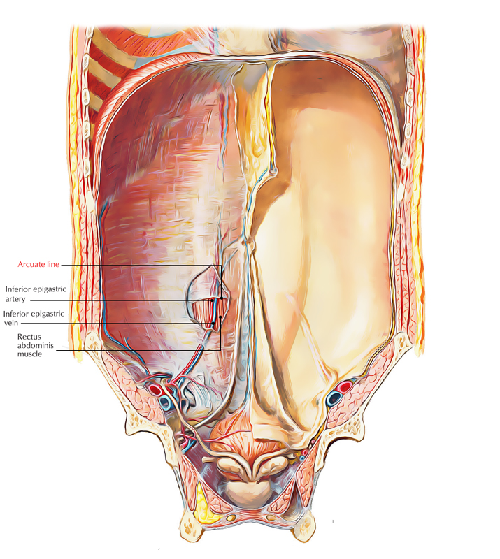 Arcuate Line - Rectus Sheath