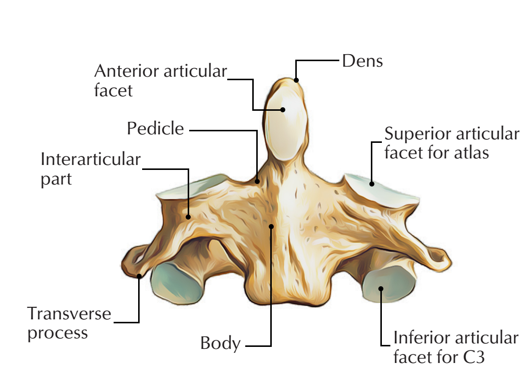 C2 Anatomy - Anatomy Drawing Diagram