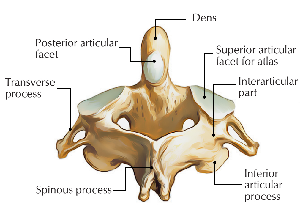 Axis C2: Posterior Components