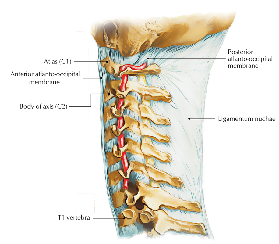 posterior atlanto occipital membrane