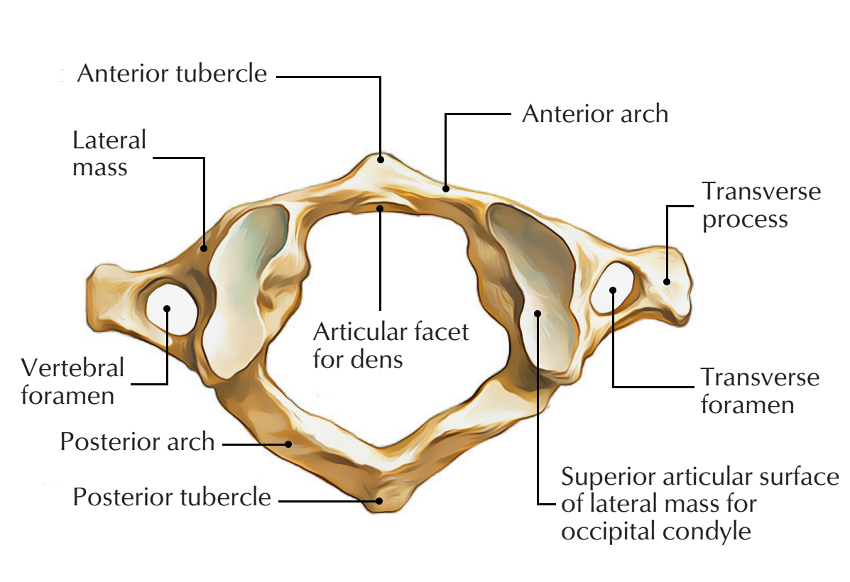 Composition of Atlas