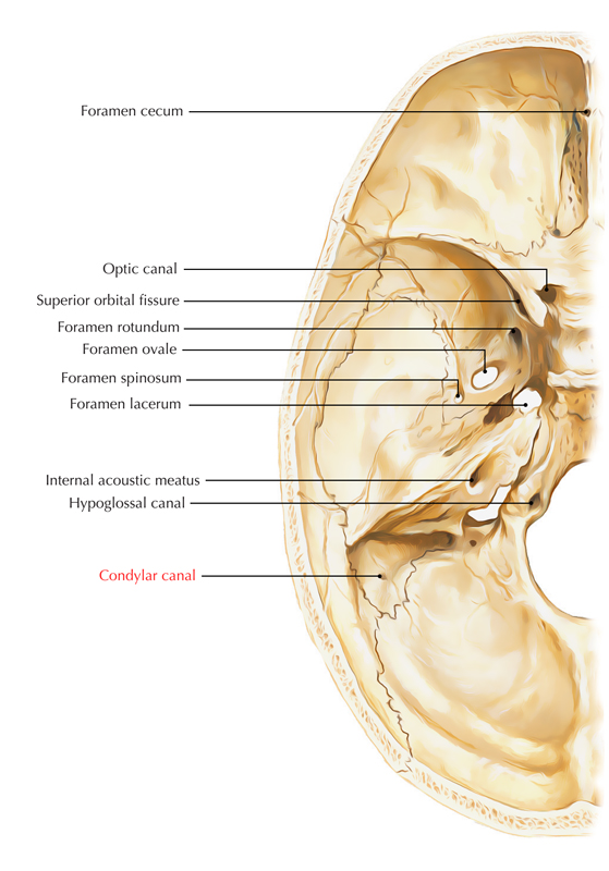 Condylar Canal