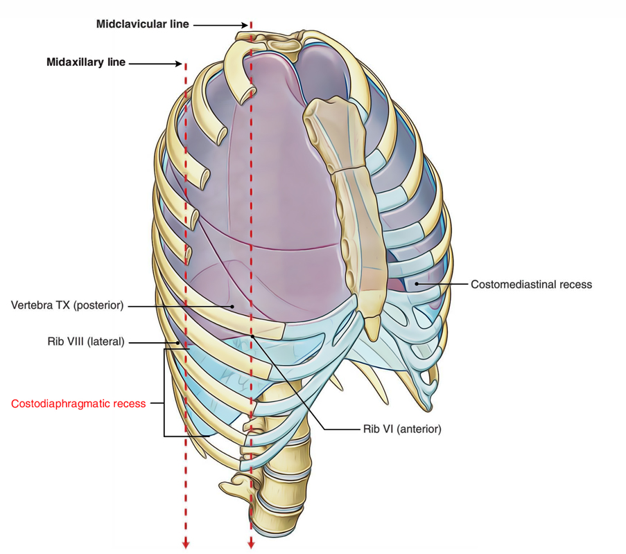 Costodiaphragmatic Recess