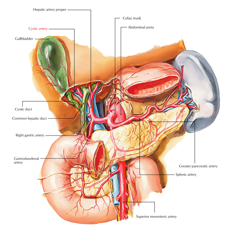 Cystic Artery