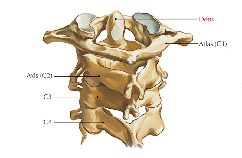 Dens (Odontoid Process) Earth's Lab
