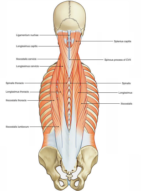 Erector Spinae Muscles: Parts