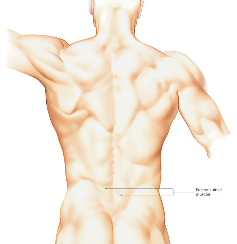 Erector Spinae Muscles – Earth's Lab