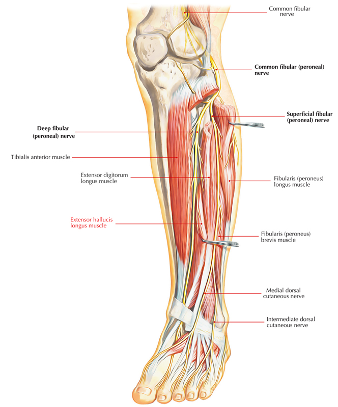 Extensor hallucis longus – Earth's Lab