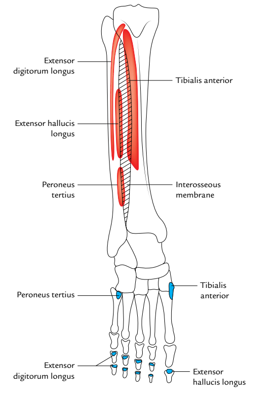 Extensor Hallucis Longus: Origin and Insertion