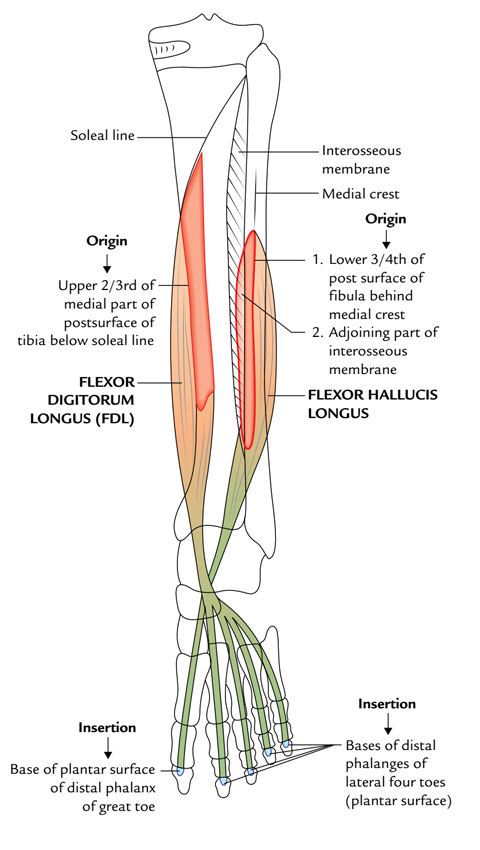 Flexor Digitorum Longus: Origin and Insertion