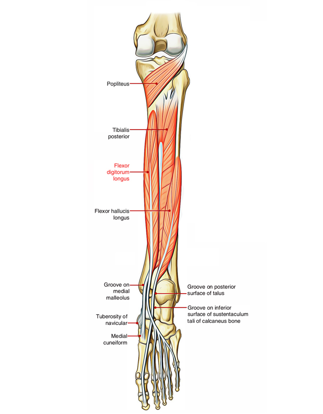 Flexor Digitorum Longus