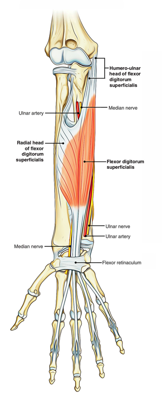 Flexor Digitorum Superficialis