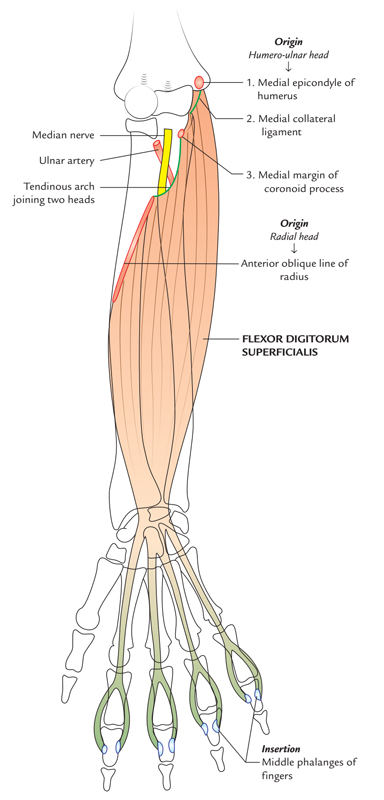 Flexor Digitorum Superficialis: Origin and Insertion