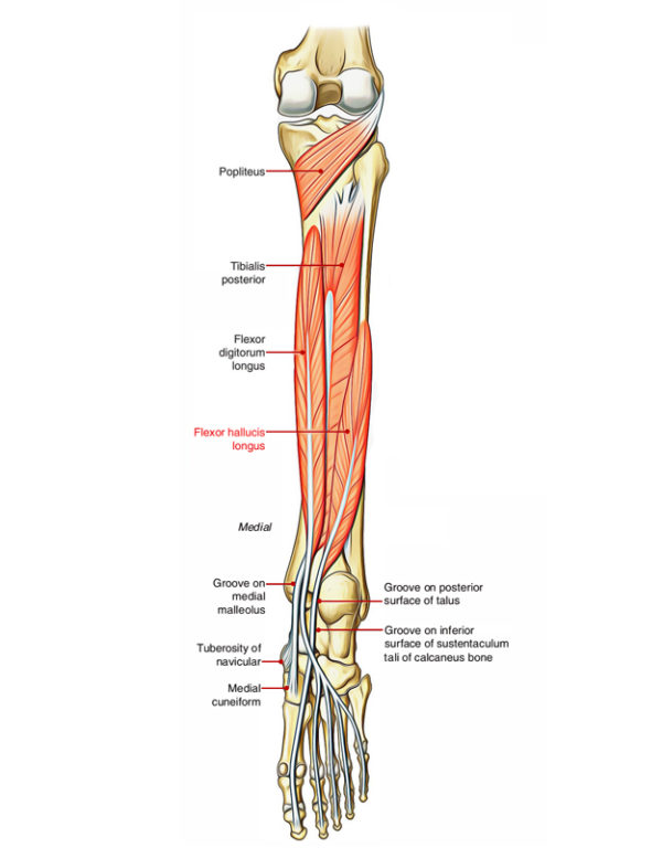 Flexor Hallucis Longus Earth's Lab
