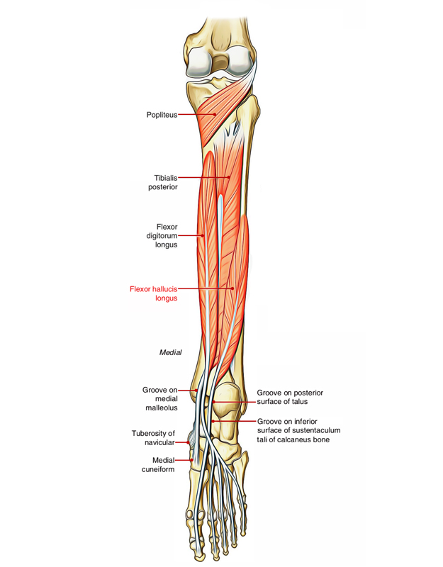 Flexor Hallucis Longus