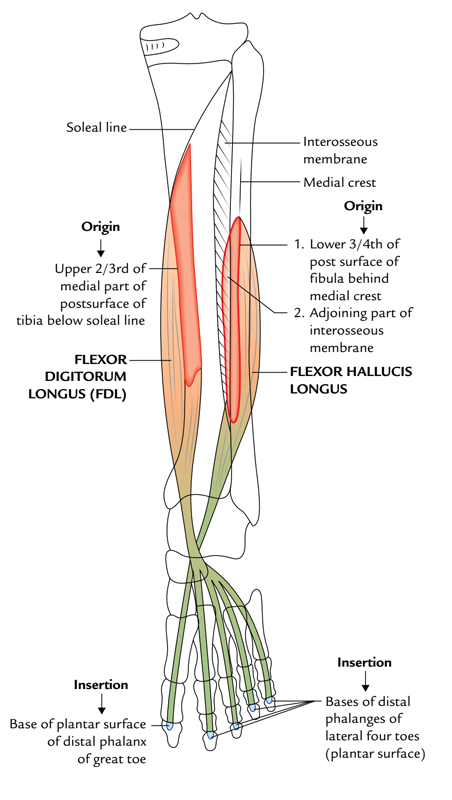 Flexor Hallucis Longus: Origin and Insertion